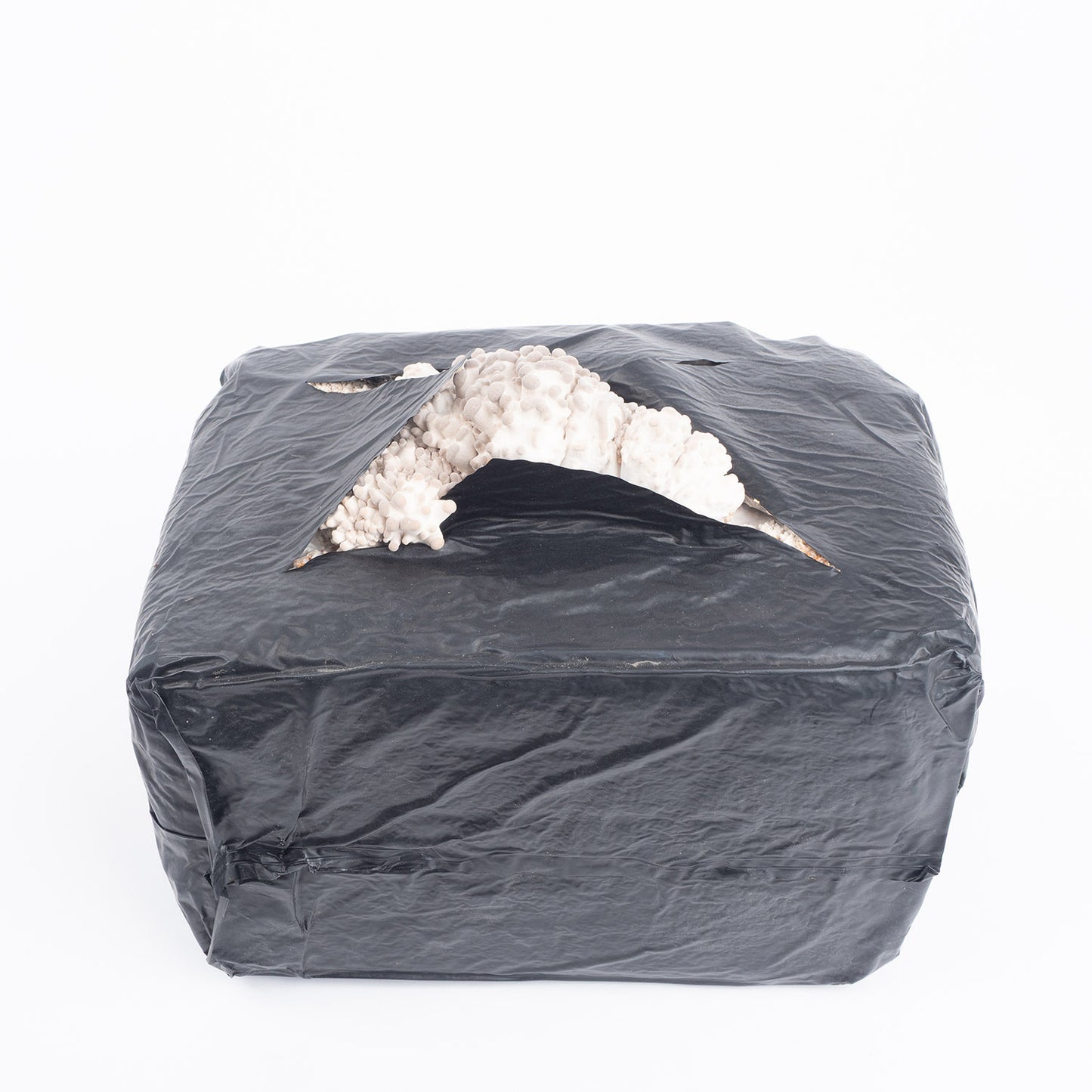 Organic Black Pearl Mushrooms Fruiting Block
