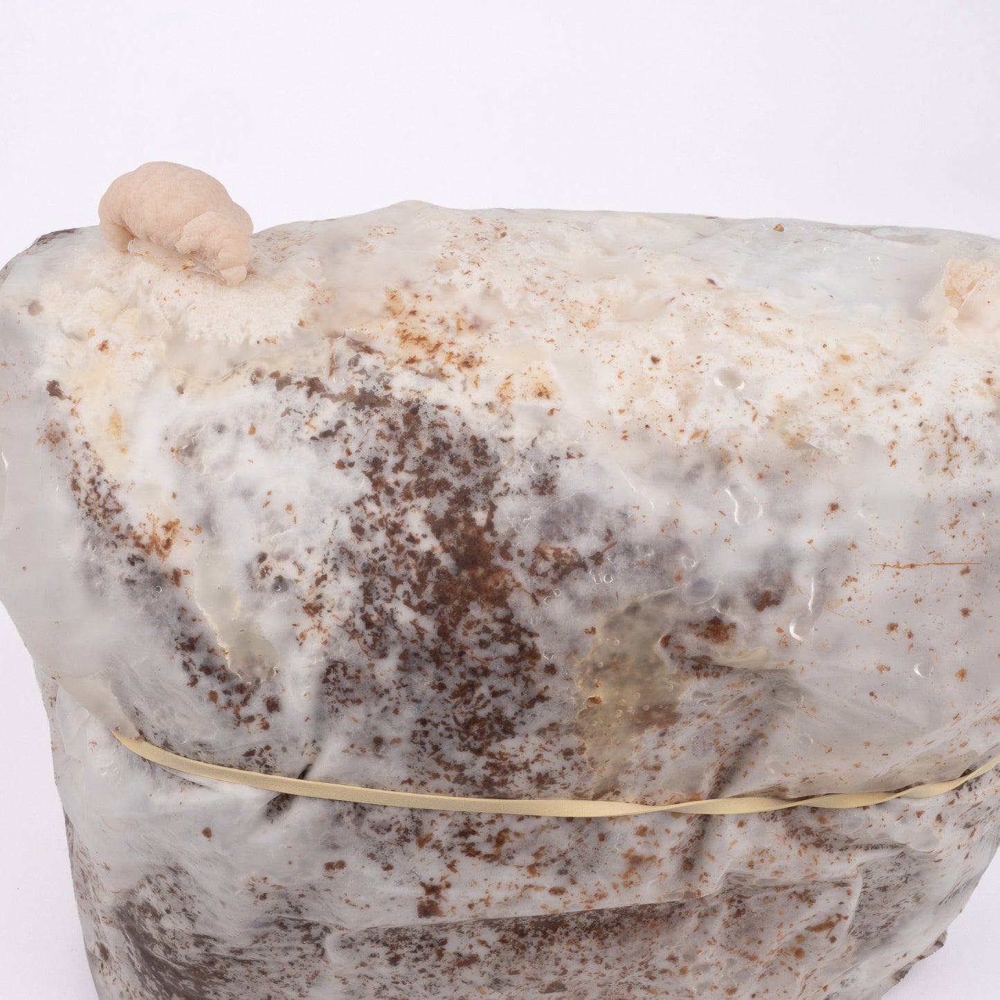 Organic Lion's Mane Mushrooms Fruiting Block