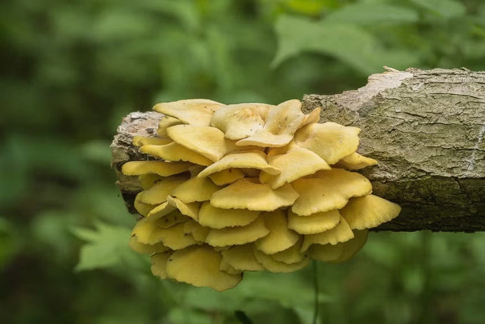 Golden Oyster mushrooms in the wild
