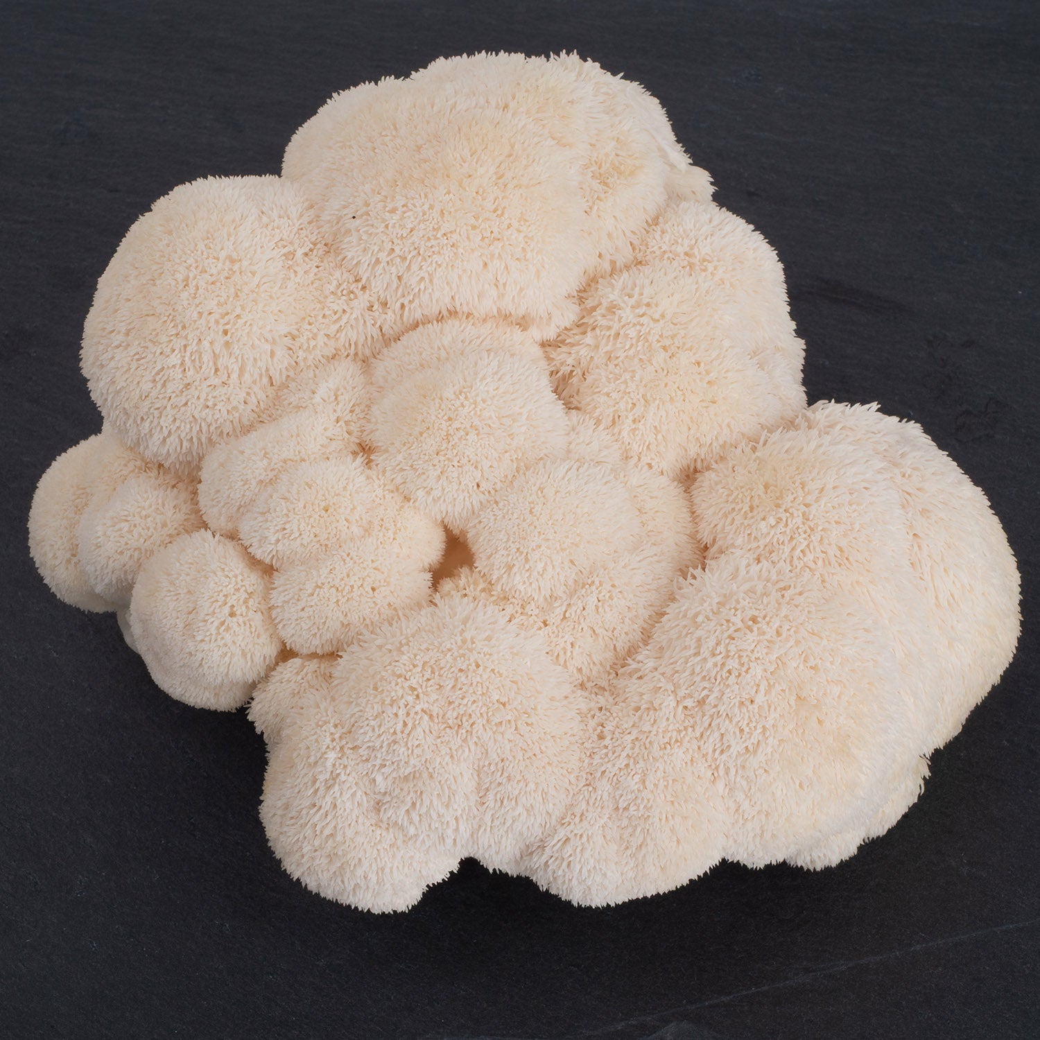 Lion's Mane Collection