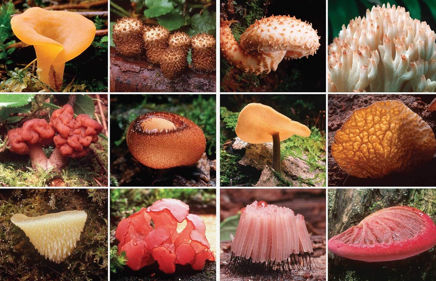Fantastic Fungi: How Mushrooms Can Heal, Shift Consciousness, and
