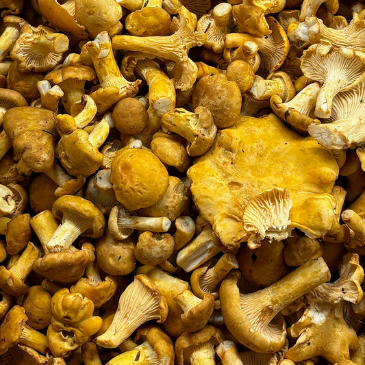 Fresh Wild Chanterelle Mushrooms
