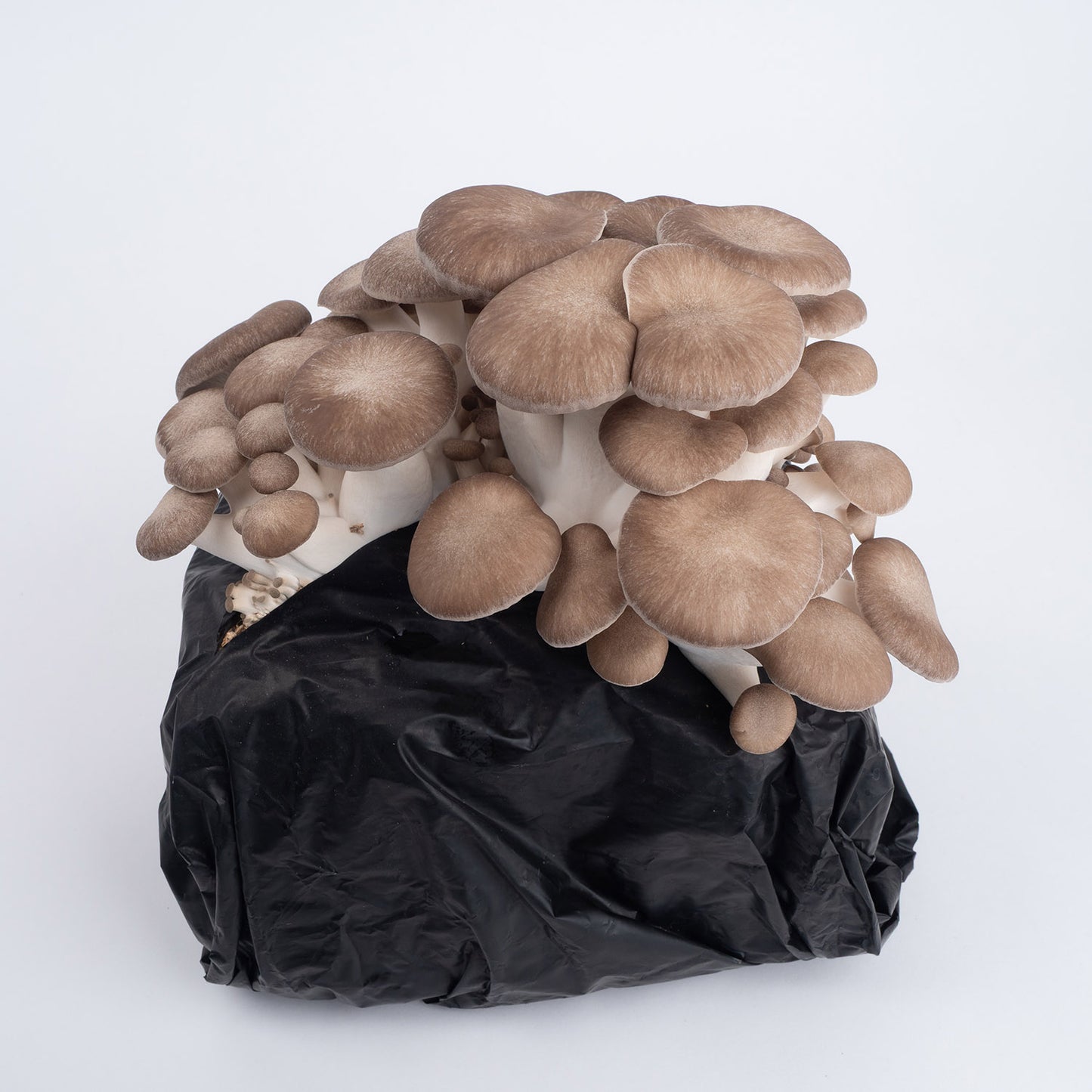 Organic Black Pearl Mushrooms Fruiting Block