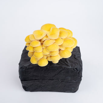 Organic Golden Oyster Mushrooms Fruiting Block