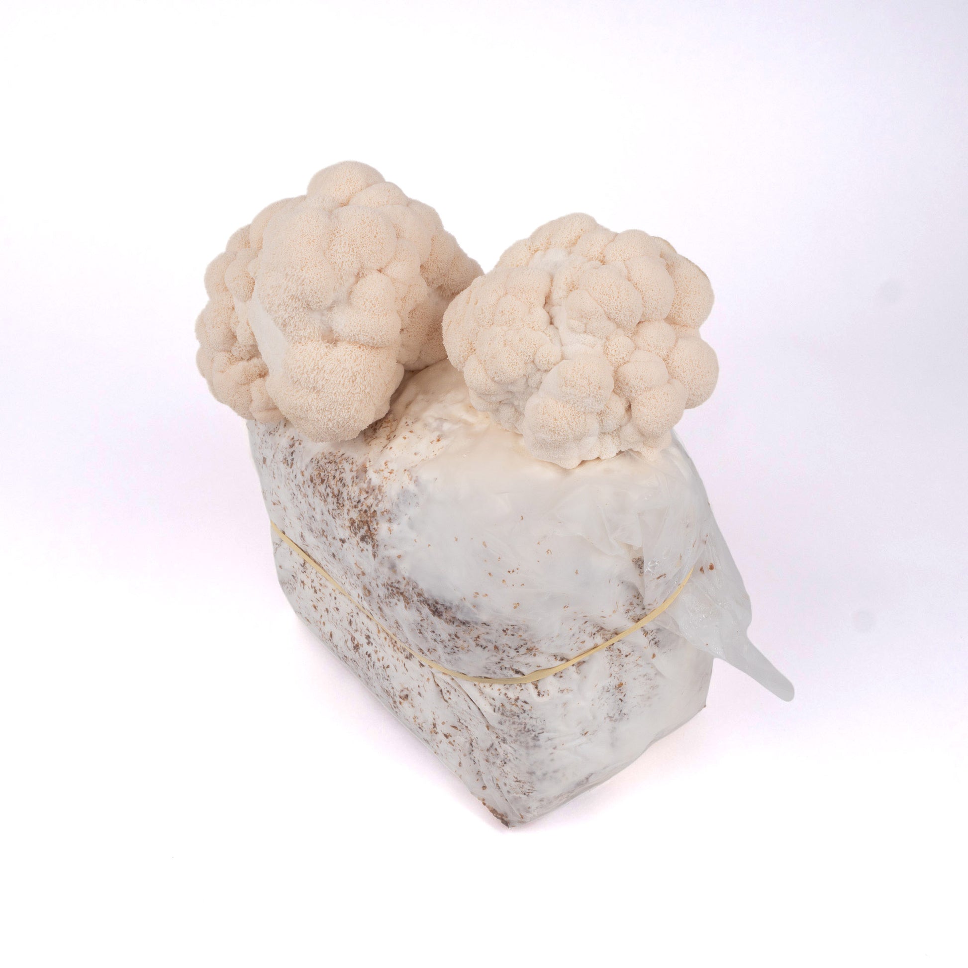 Organic Lion's Mane Mushrooms Fruiting Block