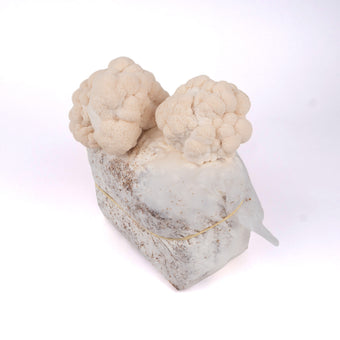 Organic Lion's Mane Mushrooms Fruiting Block