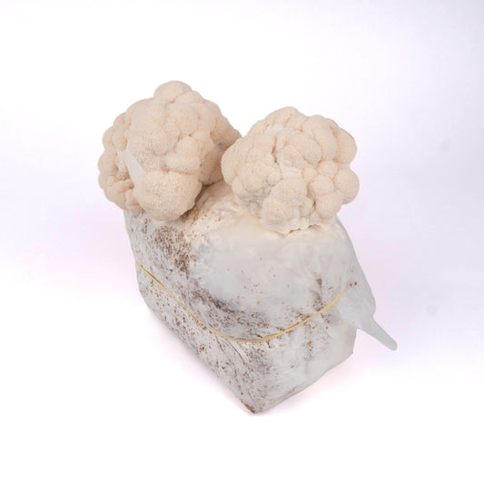 Organic Lion's Mane Mushrooms Fruiting Block