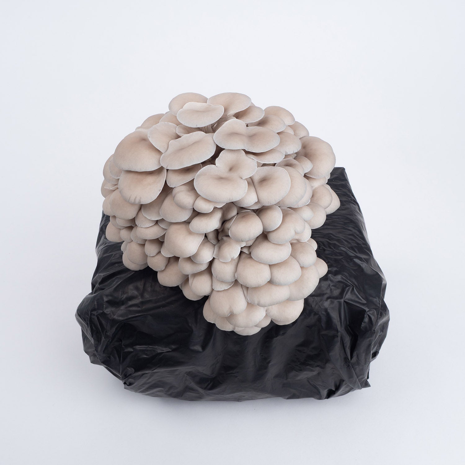 Organic Oyster Mushrooms Fruiting Block