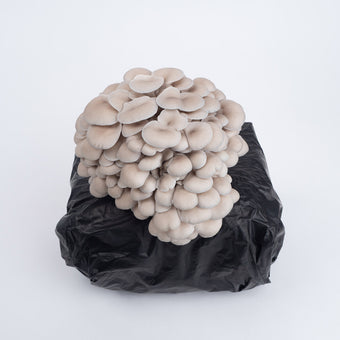 Organic Oyster Mushrooms Fruiting Block