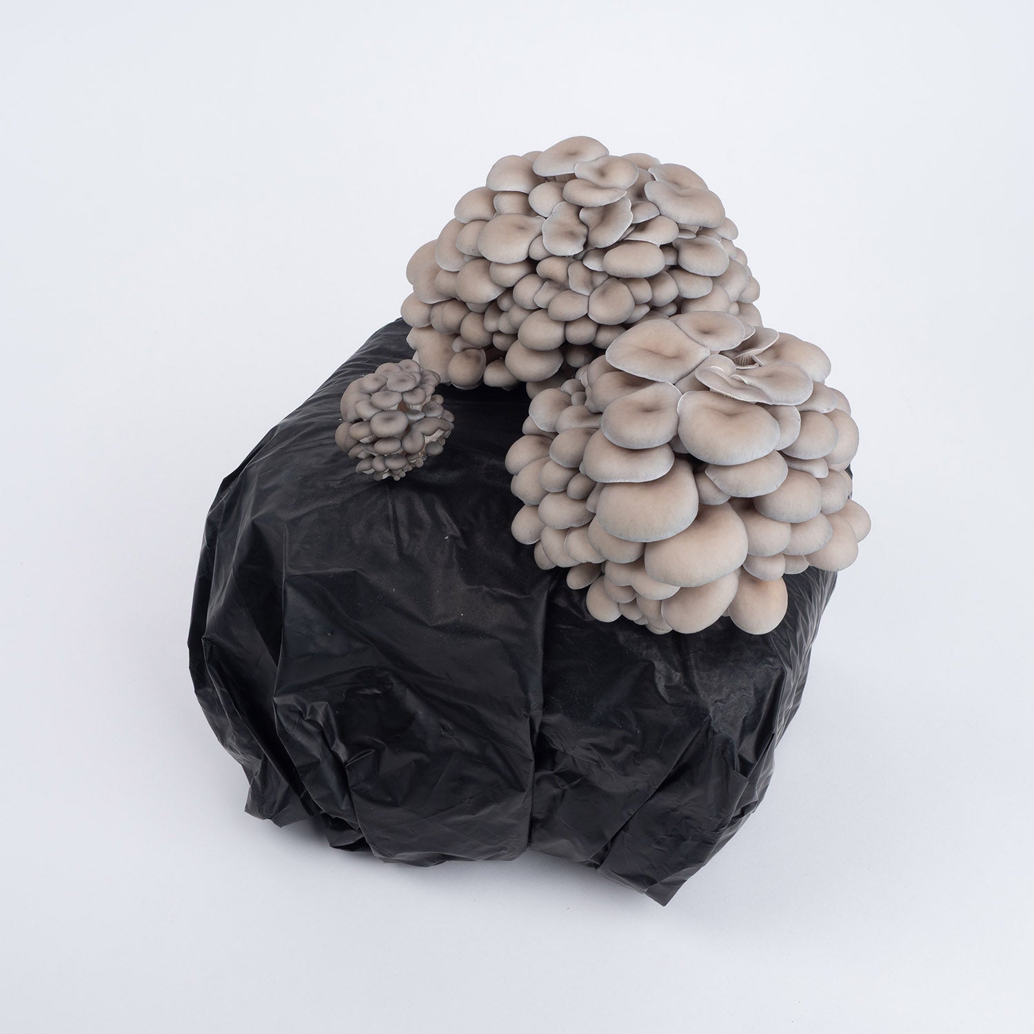 Organic Oyster Mushrooms Fruiting Block