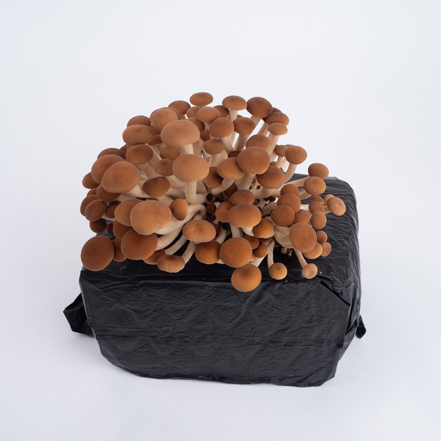 Organic Pioppino Mushrooms Fruiting Block