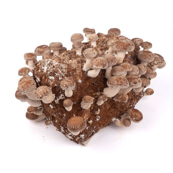 Organic Shiitake Mushrooms Fruiting Block