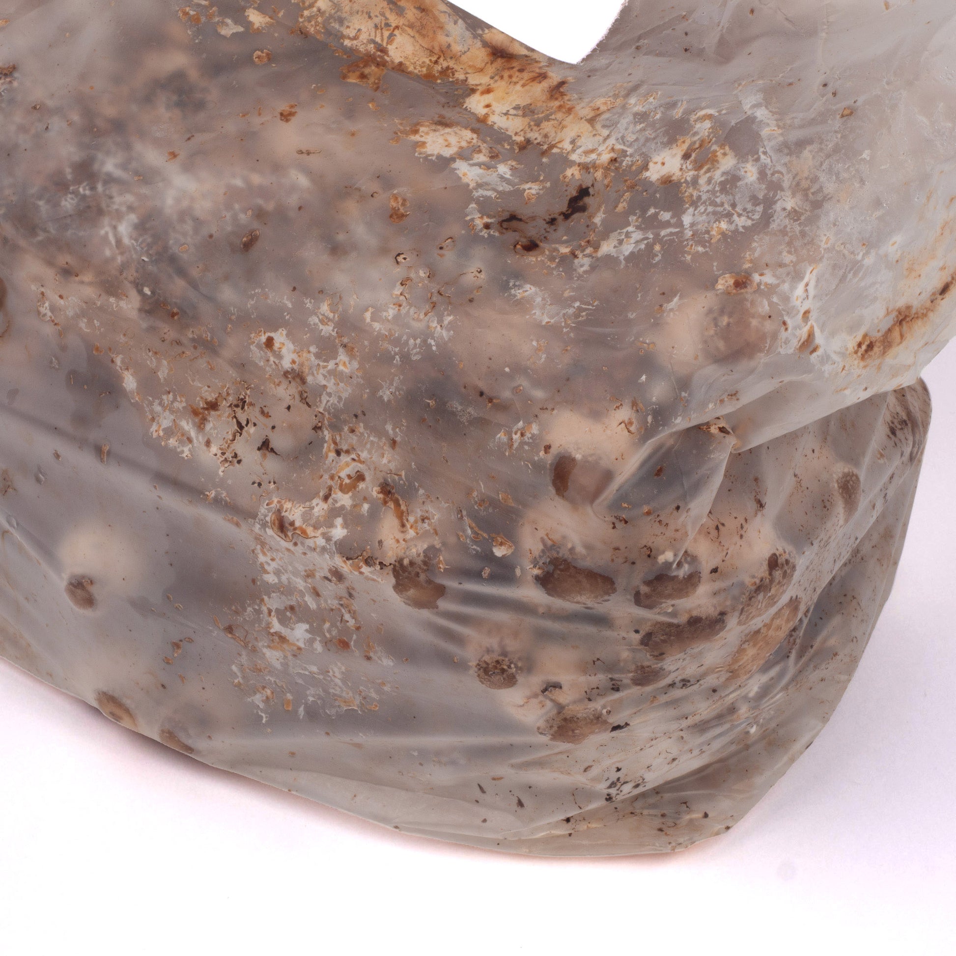 Organic Shiitake Mushrooms Fruiting Block