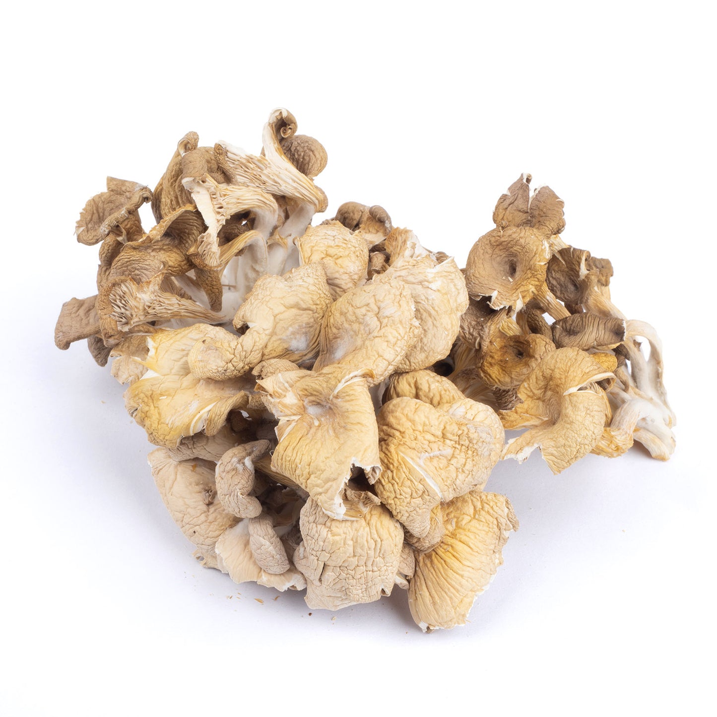 Dried Oyster Mushrooms