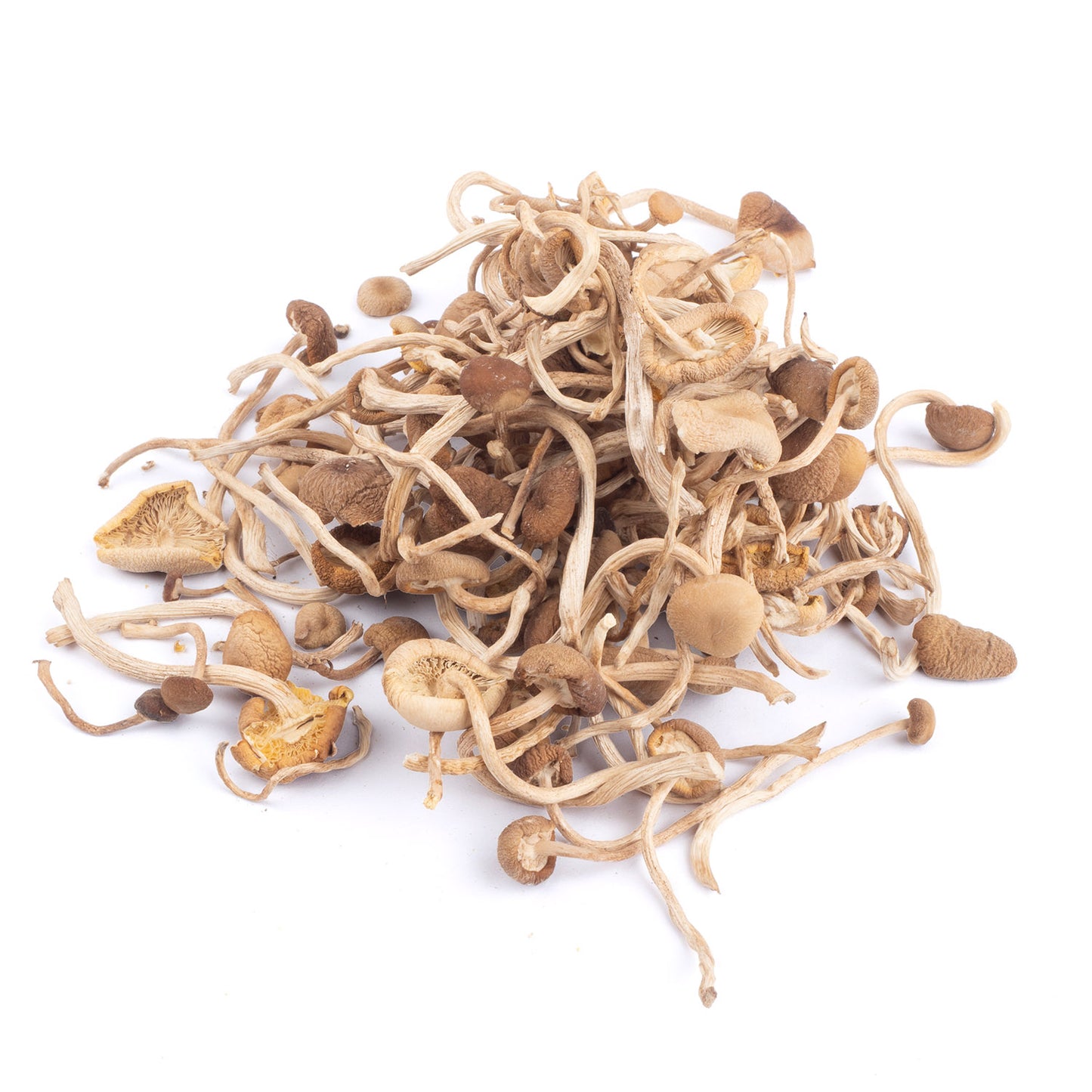 Dried Pioppino Mushrooms