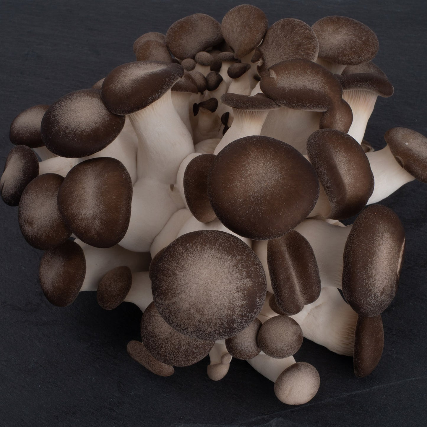 Fresh Black Pearl Mushrooms