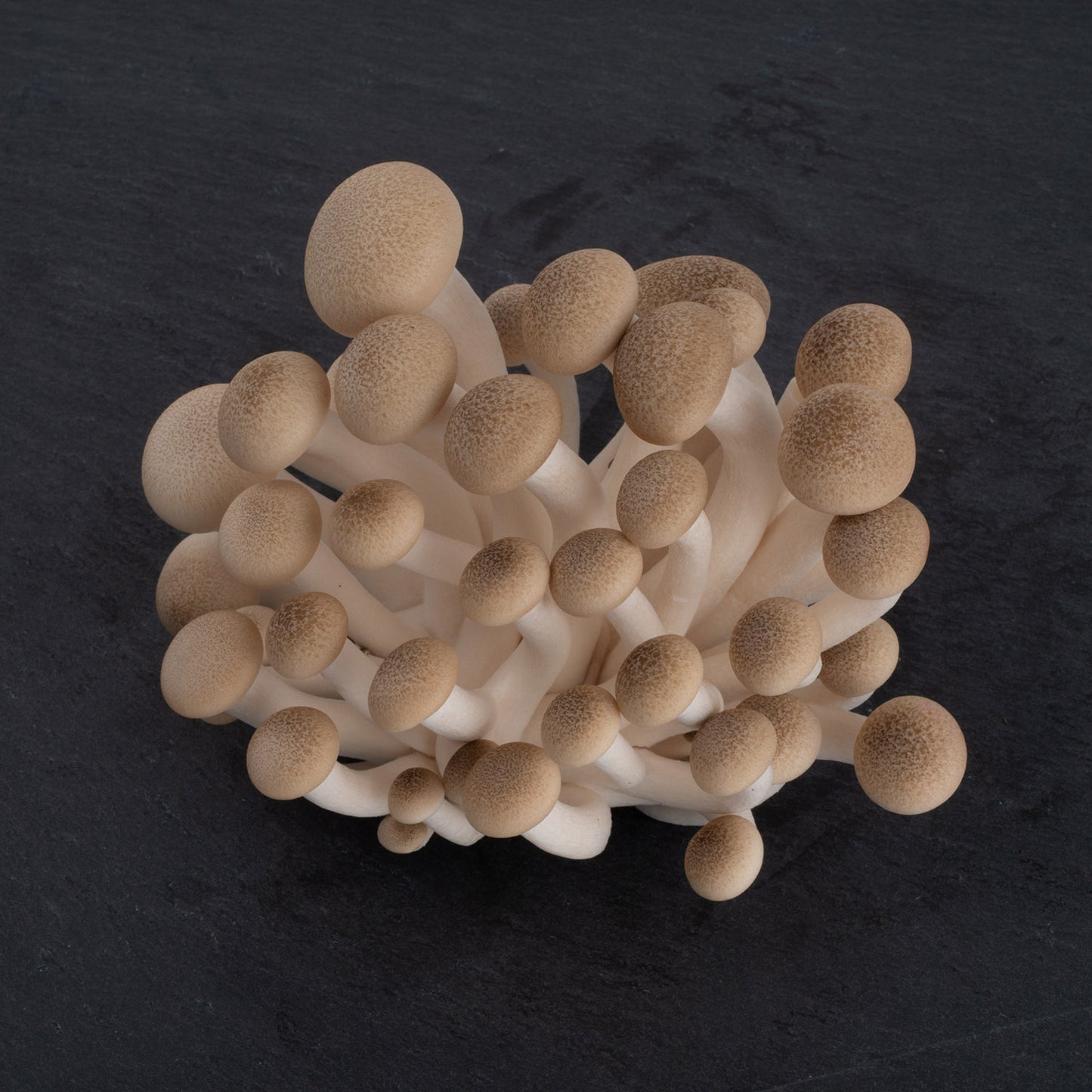 Fresh Brown Beech Mushrooms