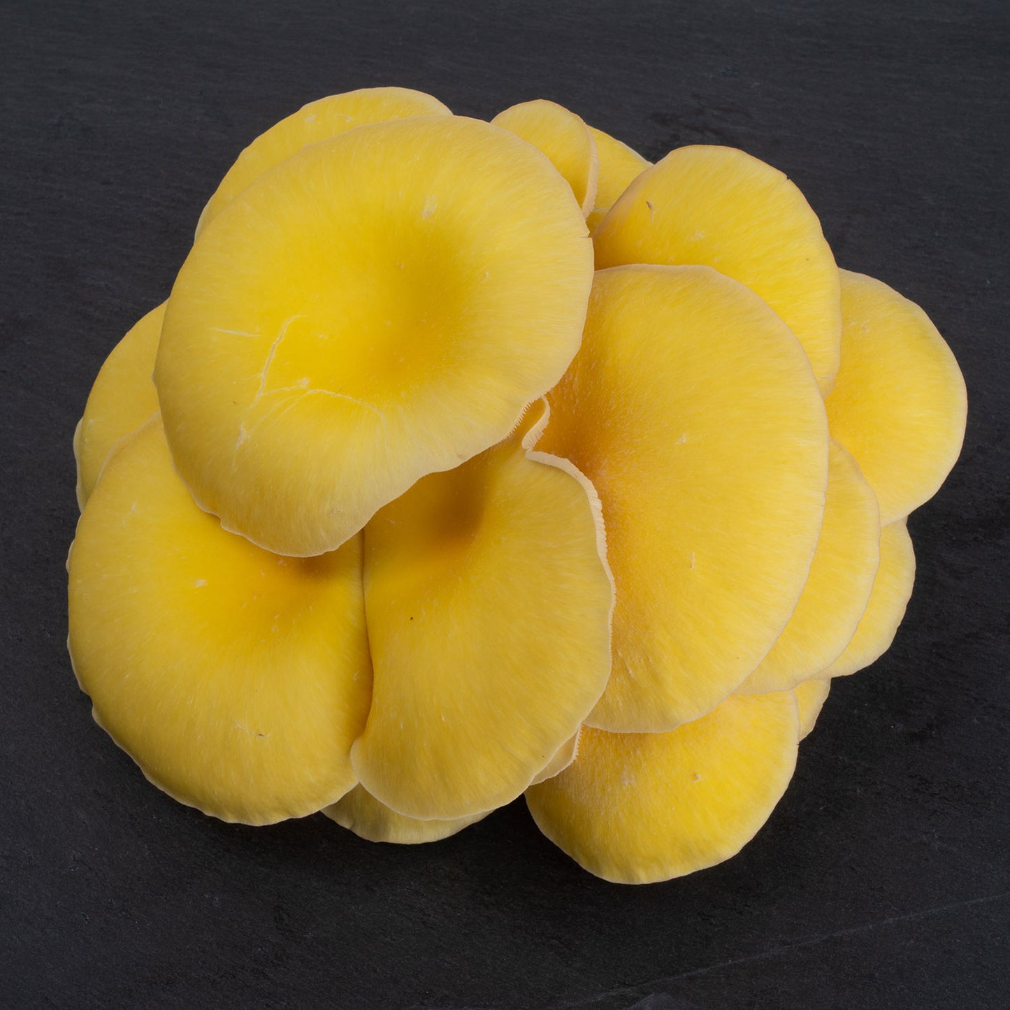 Fresh Golden Oyster Mushrooms