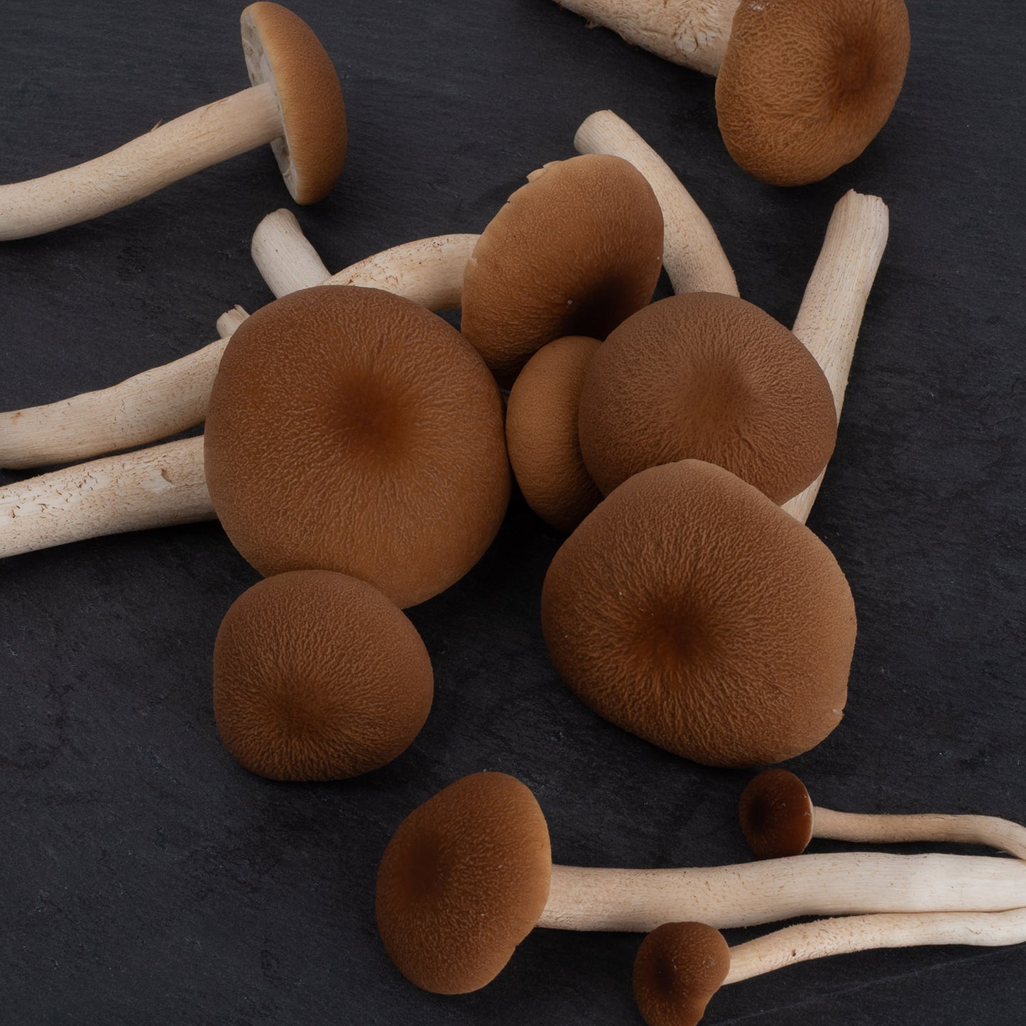 Fresh Pioppino Mushrooms