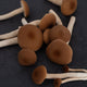 Fresh Pioppino Mushrooms
