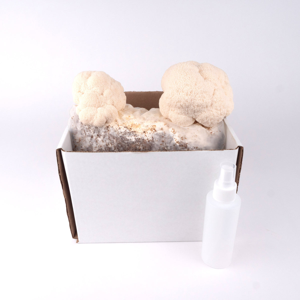 Organic Lion's Mane Grow Kit