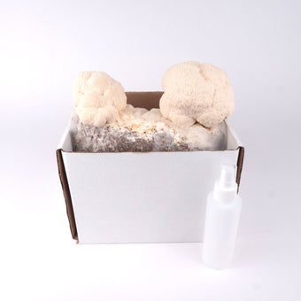 Organic Lion's Mane Grow Kit