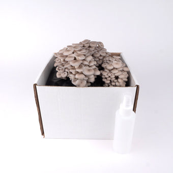 Organic Oyster Grow Kit
