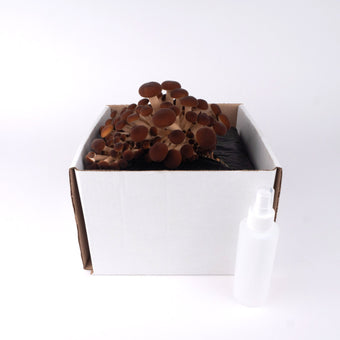 Organic Pioppino Grow Kit