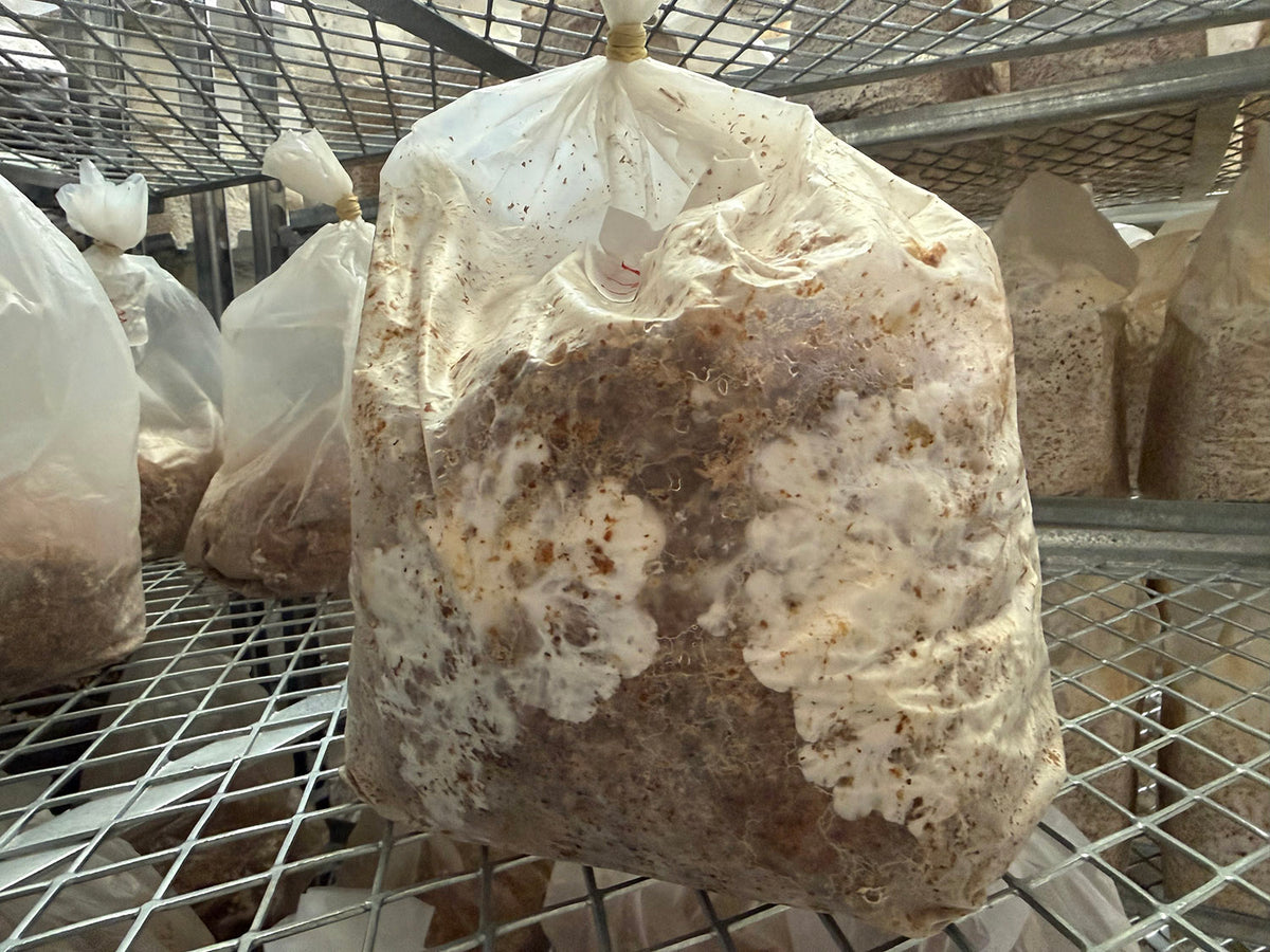Organic Wine Cap Mushroom Spawn