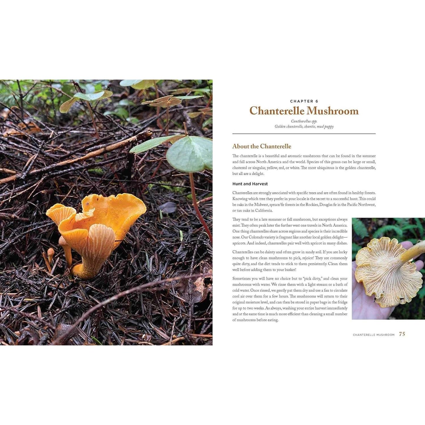 Wild Mushrooms: A Cookbook and Foraging Guide